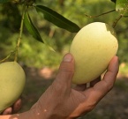 Đồng Tháp đồng hành cùng doanh nghiệp đưa xoài ra thế giới