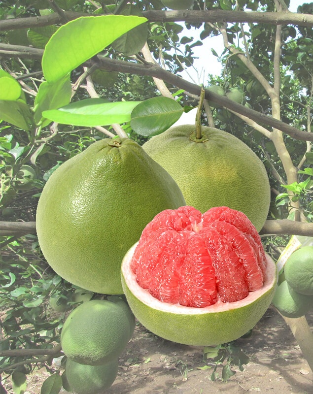 Bưởi Da Xanh Xuất Khẩu