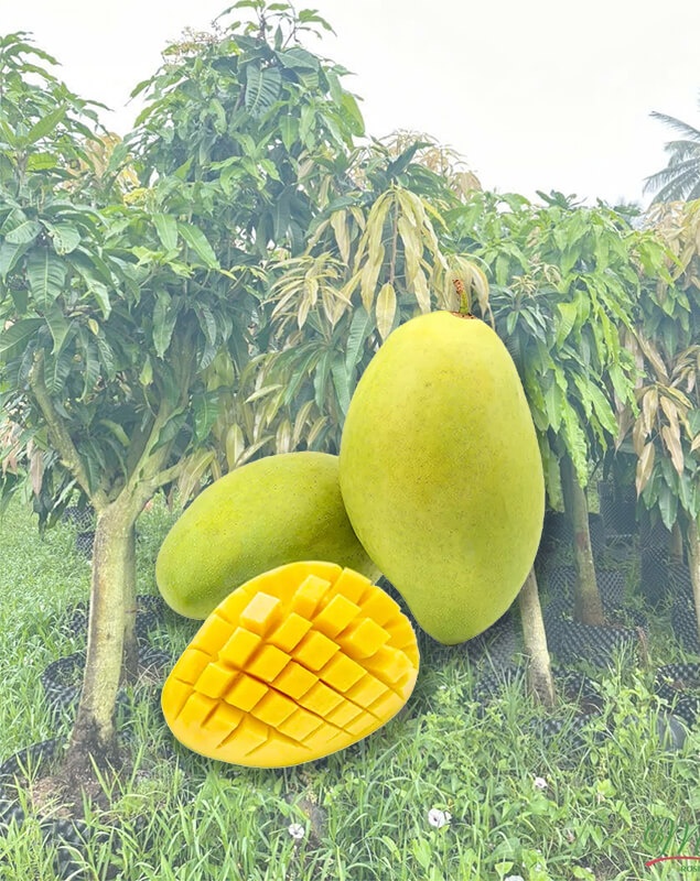 Xoài Cát Hòa Lộc Xuất Khẩu